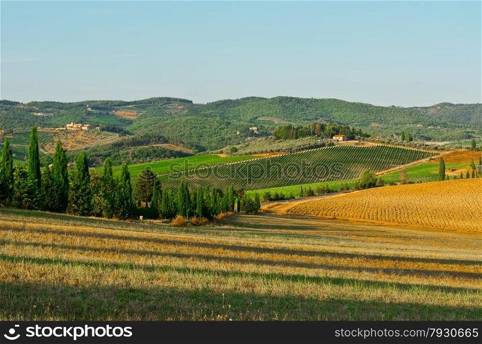 Hills of Tuscany with Vineyards in the Chianti Region