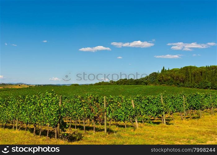 Hills of Tuscany with Vineyards in the Chianti Region of Italy