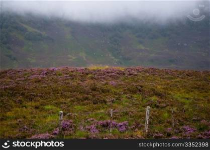 Hillside in the Highlands of Scotland