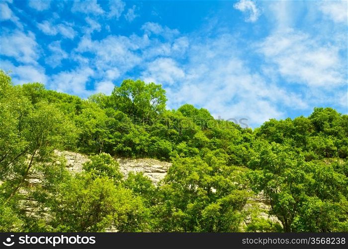 hillside with bushes at sunny summer day