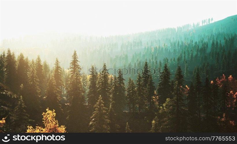 hillside with coniferous forest among the fog on a meadow in mountains in evening light. hillside with coniferous forest among the fog on a meadow in mountains