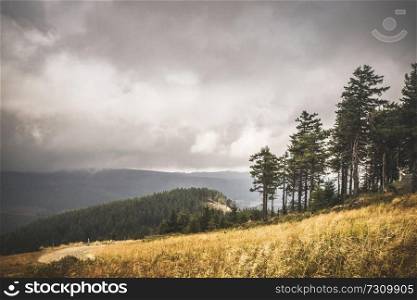 Hillside with golden grass and a forest further down in cloudy weather