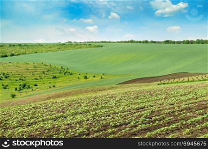 Hilly green field and blue sky. Agricultural landscape.
