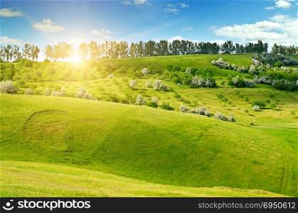 Hilly green fields and the sun on a blue sky.Spring agricultural landscape.