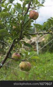 Himachal Apples in orchard, Himachal Pradesh, India