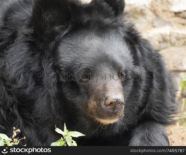 Himalayan bear or Ussuri black bear Ursus thibetanus.. Himalayan bear or Ussuri black bear Ursus thibetanus