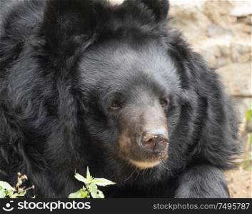 Himalayan bear or Ussuri black bear Ursus thibetanus.. Himalayan bear or Ussuri black bear Ursus thibetanus