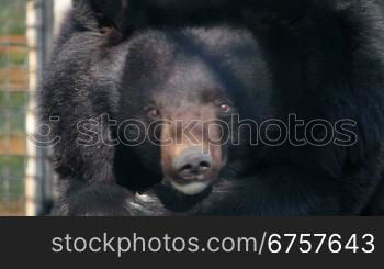 Himalayan black bear