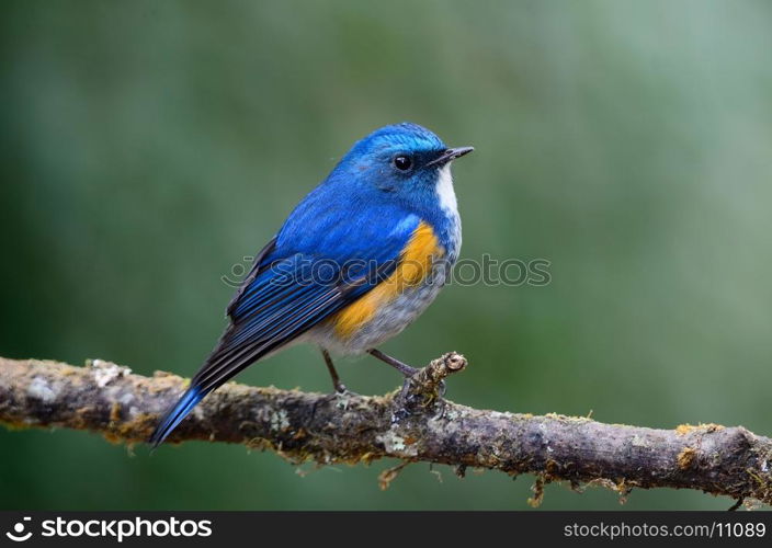 Himalayan Bluetail (Tarsiger hyperythrus)&#xA;Habitat : Shrubbery and underestorey in rhododendron, oak, conifer and birch forest; 600-3,655 m (breeds above 2,400 m n Himalayas.) Also edge of broadleaved evergreen forest and clearing etc. in winter. Not very skulking, usually fairy low down; erratically flicks rail downwards.&#xA;Taken this picture in Doi Lang, Chaing Mai Province, Thailand