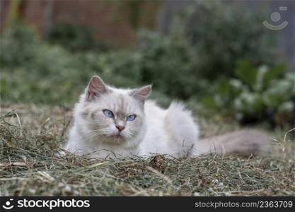 Himalayan cat, a beautiful white cat