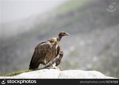 Himalayan Griffon Vulture, Gyps himalayensis, Manali, Himachal Pradesh, India