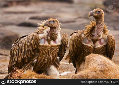 Himalayan Griffon Vulture, Gyps himalayensis, Panna Tiger Reserve, Rajasthan, India