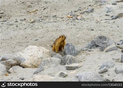 Himalayan Marmot shows its teeth near Tso pangong lake in Ladakh, India., Marmots are large squirrels live under the ground and hibernate there through the winter