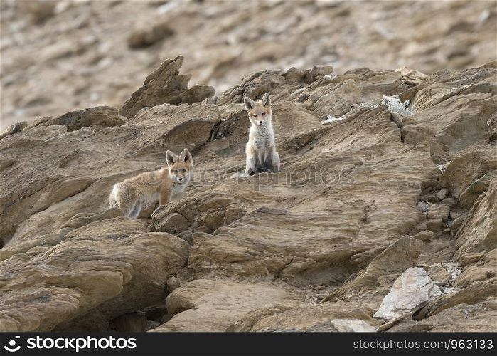 Himalayan Red Fox, Vulpes vulpes , Hanle, Leh Ladakh, Jammu and Kashmir, India.