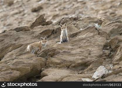 Himalayan Red Fox, Vulpes vulpes , Hanle, Leh Ladakh, Jammu and Kashmir, India.