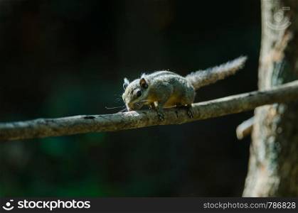 Himalayan striped squirrel or Burmese striped squirrel on the branch of tree