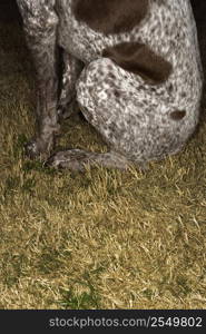 Hind legs of German Shorthaired Pointer in grass.