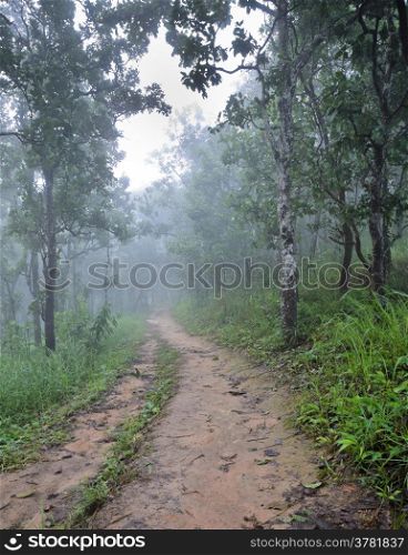Hinking trail through the forest in morning with fog