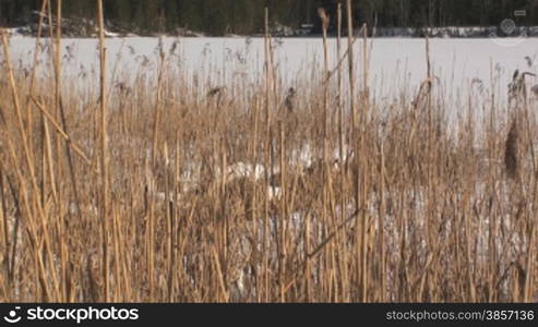 Hintersee und Gebirge im Winter