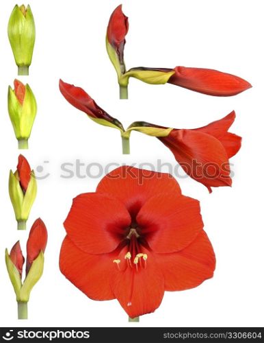 Hippeastrum flower