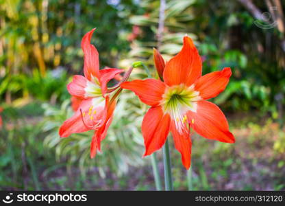Hippeastrum or Amaryllis flower blooming in Garden Outdoor in summer with bokeh nature background.