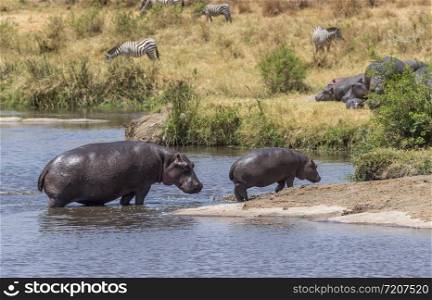 Hippo and Baby coming out of pool, Masai Mara, Africa