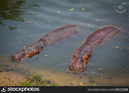 Hippo in the daytime. Hippo lying in water. Hippos sleeping in the daytime.