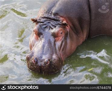 Hippo in water. Portrait of a Hippopotamus seen from above and standing in water