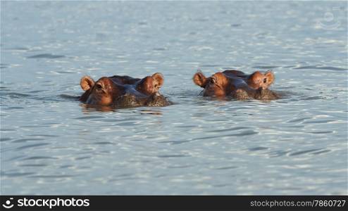 Hippo, Lake Chamo, Nechisar National Park, Ethiopia, Africa