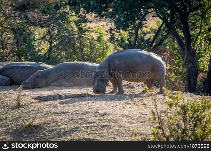 Hippo smelling a Crocodile in the Welgevonden game reserve, South Africa.