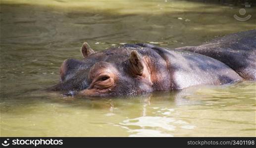 hippo waiting for prey