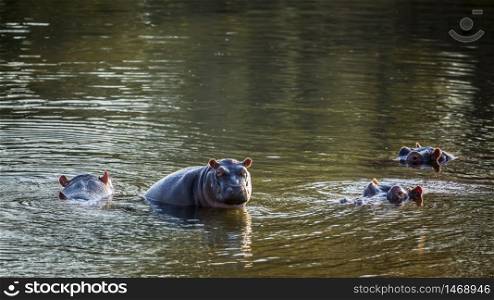 Hippopotamus famlily in water in Kruger National park, South Africa ; Specie Hippopotamus amphibius family of Hippopotamidae. Hippopotamus in Kruger National park, South Africa