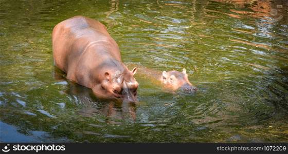 Hippopotamus floating on the water in hippo farm in the wildlife sanctuary
