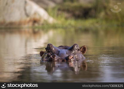 Hippopotamus head in surface level water view in Kruger National park, South Africa ; Specie Hippopotamus amphibius family of Hippopotamidae. Hippopotamus in Kruger National park, South Africa