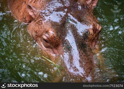 Hippopotamus, Hippo living in water lake