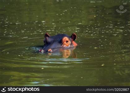 Hippopotamus (Hippopotamus amphibius) in a river, Makalali Game Reserve, South Africa