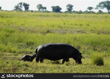 Hippopotamus (Hippopotamus amphibius) with its calf grazing in a forest, Chobe National Park, Botswana