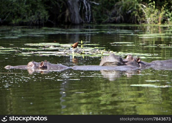 Hippopotamus in a pond, Kruger National Park, South Africa