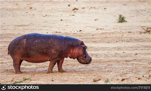 Hippopotamus in Kruger National park, South Africa ; Specie Hippopotamus amphibius family of Hippopotamidae. Hippopotamus in Kruger National park, South Africa
