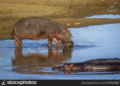 Hippopotamus in Kruger National park, South Africa ; Specie Hippopotamus amphibius family of Hippopotamidae. Hippopotamus in Kruger National park, South Africa