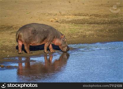 Hippopotamus in Kruger National park, South Africa ; Specie Hippopotamus amphibius family of Hippopotamidae. Hippopotamus in Kruger National park, South Africa