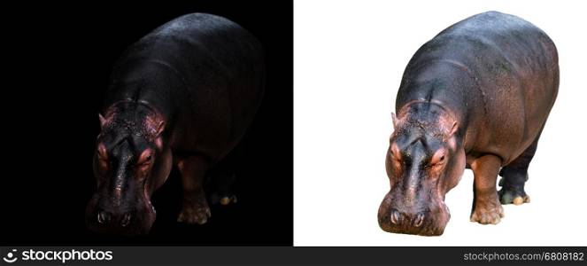 hippopotamus in the dark and hippopotamus isolated on white