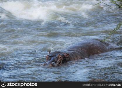 Hippopotamus in torrent river in Kruger National park, South Africa ; Specie Hippopotamus amphibius family of Hippopotamidae. Hippopotamus in Kruger National park, South Africa