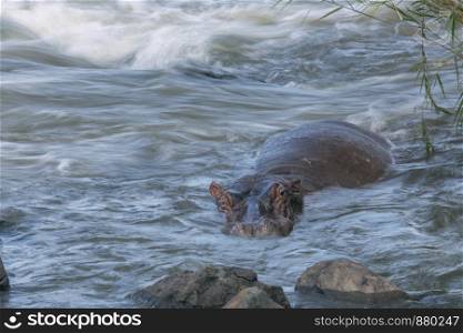 Hippopotamus in torrent river in Kruger National park, South Africa ; Specie Hippopotamus amphibius family of Hippopotamidae. Hippopotamus in Kruger National park, South Africa
