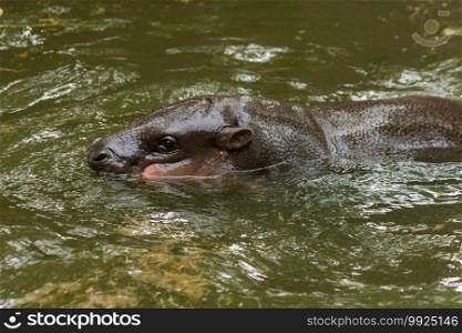 Hippopotamus lives in water, Hippopotamus is a large round animal. And has a very wide mouth