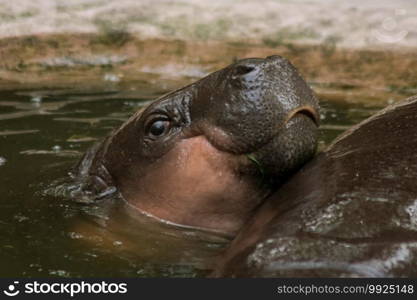 Hippopotamus lives in water, Hippopotamus is a large round animal. And has a very wide mouth