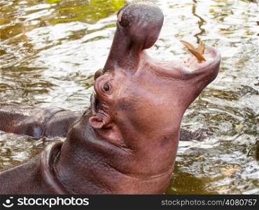 Hippopotamus open mouth