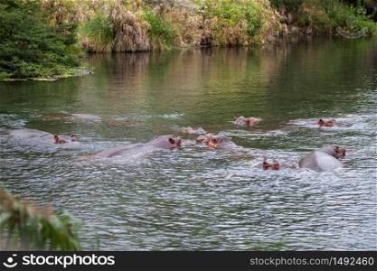Hippos in the water, Kenya Mzima Springs