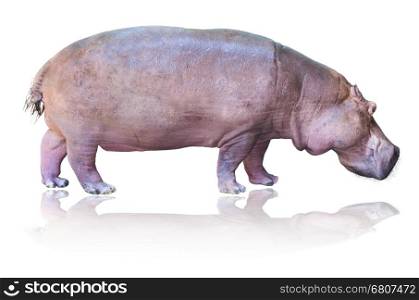 Hippos or Hippopotamus amphibius are standing on white background