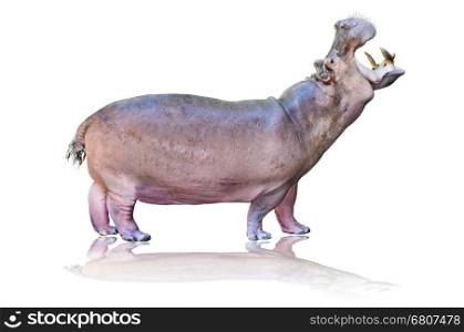 Hippos or Hippopotamus amphibius standing mouth open on white background